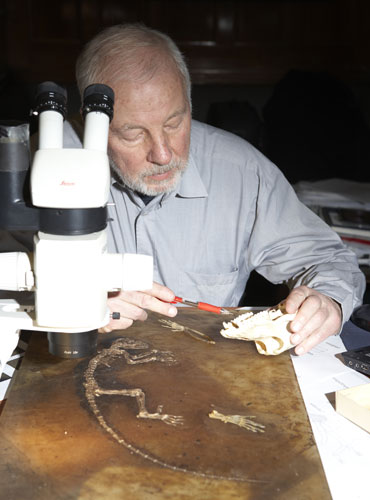 Ida missing link fossil: Dr Jens Lorenz Franzen studying Ida the fossil.