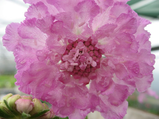 Chelsea's hot plants: Scabiosa Africanus 