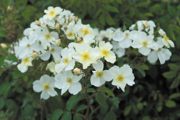 Chelsea's hot plants: Rosa 'kew gardens'