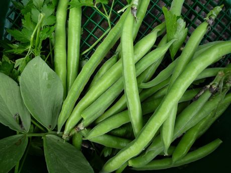 Beautiful broad beans to be eaten whole