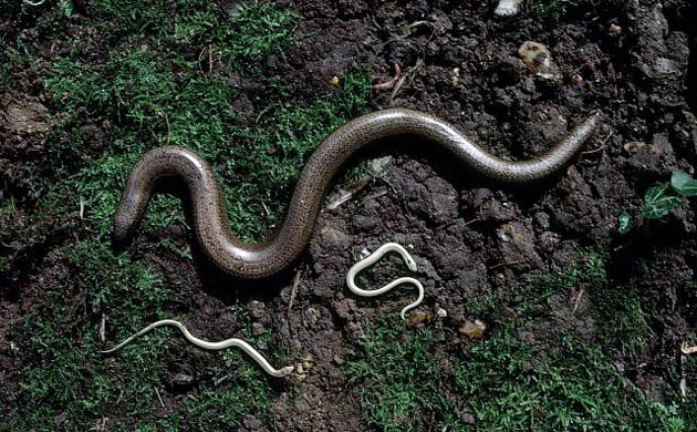 Studland Heathland: Slow Worms