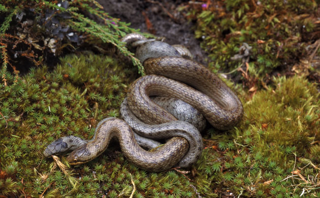 Studland Heathland: Smooth Snake, Dorset