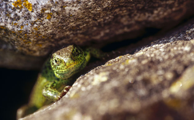 Studland Heathland: Sand lizard hiding between stones