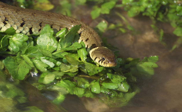 Studland Heathland: Grass snake in stream