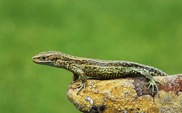 Studland Heathland: Viviparous Lizard or Common Lizard