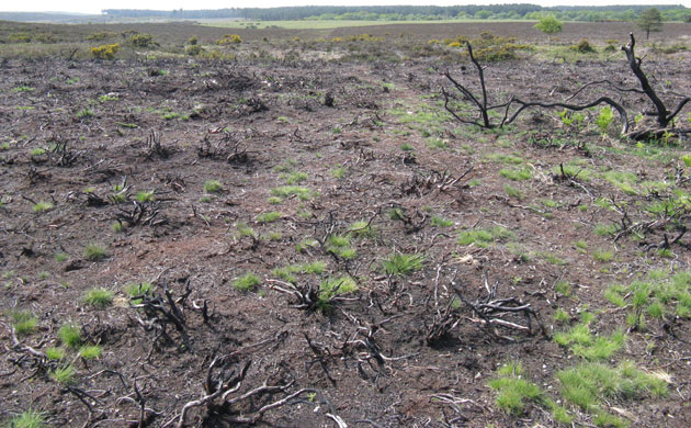 Studland Heathland: Heathland after fire, Studland National Trust nature reserve, May 2009