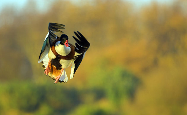 Studland Heathland: common shelduck 