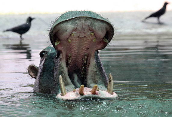 20 May 2009: Ahmedabad, India: A hippopotamus yawns inside its enclosure at a zoo