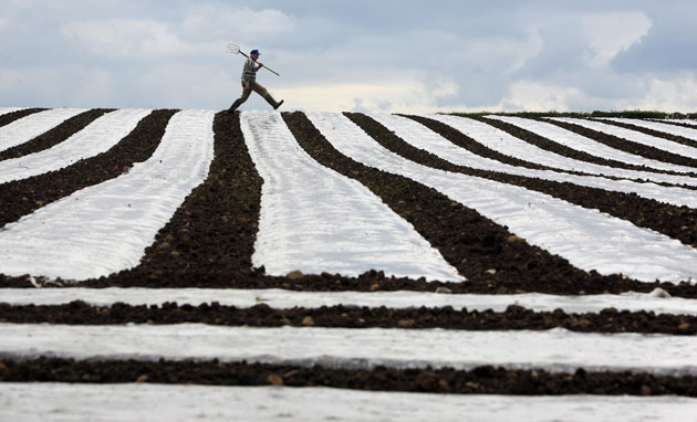 20 May 2009: Crumlin, Ireland: David Wallace checks on his crop of maize