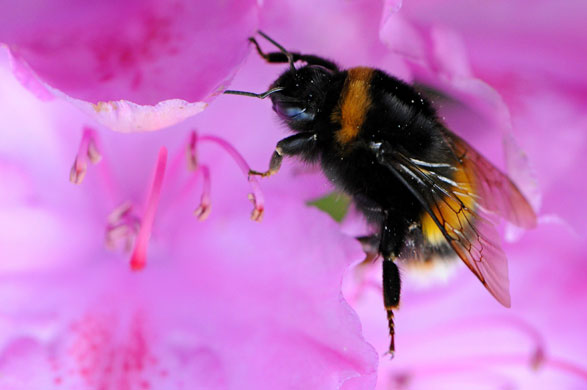 Week in Wildlife: A Bumble-bee lands on Rhododendron petals