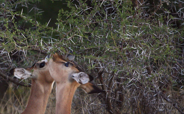 Week in Wildlife: Pair of Steenbocks feed from tree in Kruger National Park, South Africa
