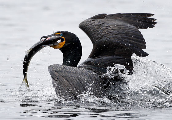 Week in Wildlife: A double-crested cormorant surfaces after catching an alewife 