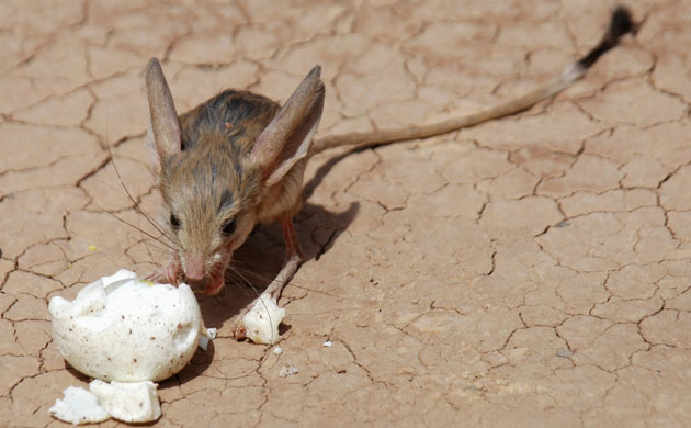 Week in Wildlife: A long-eared Jerboa eats steamed bread near Huoyanshan in Turpan China