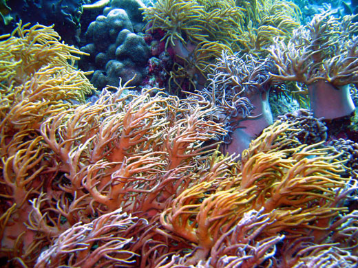 Week in Wildlife: Coral reefs in Wakatobi islands, Indonesia