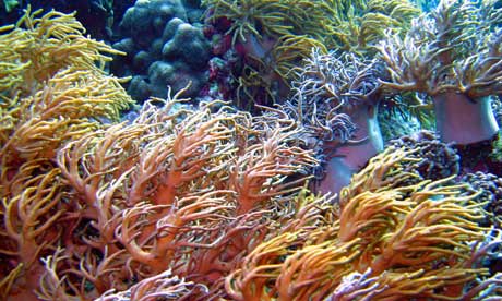 coral reefs in Wakatobi