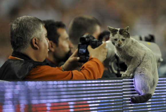 Uefa-Cup-final-A-cat-sits-022.jpg