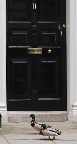 Duck Houses: Two ducks walk past 11 Downing Street