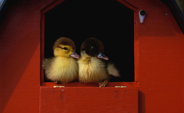 Duck Houses: Ducklings in a Birdhouse