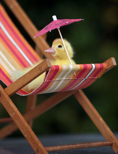 Duck Houses: Ducklings chilling out on a deckchair, Whimple, Devon - 28 Jul 2006