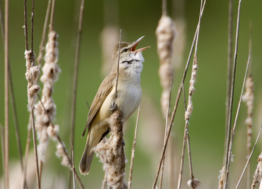 Week in wildlife: Reed Warbler at a lake near village of Zhdanovichi