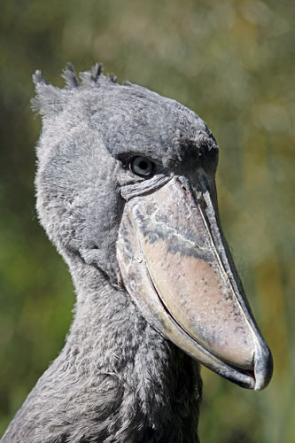 Week in wildlife: Shoebill at Zoo of Zurich