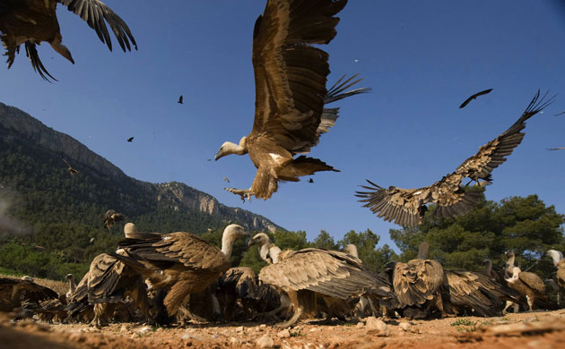 Week in wildlife: Hundreds of vultures noisily feast on the dead rabbits