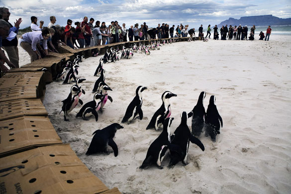 22 May 2009: Cape Town, South Africa: Penguins walk towards the sea after being released