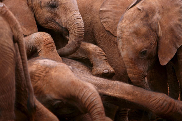 22 May 2009: Nairobi, Kenya: Orphaned baby elephants play in the mud