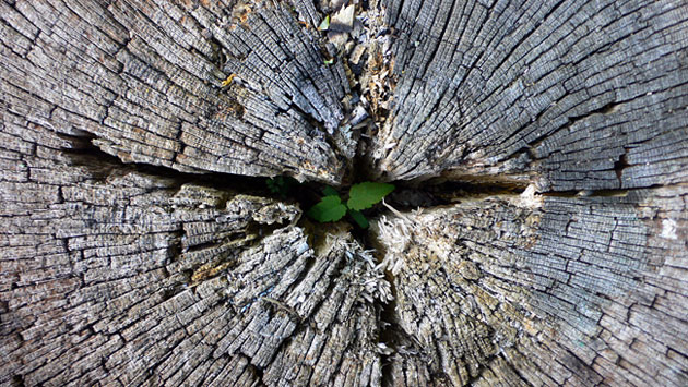 In pictures: age: Dominic Greensmith