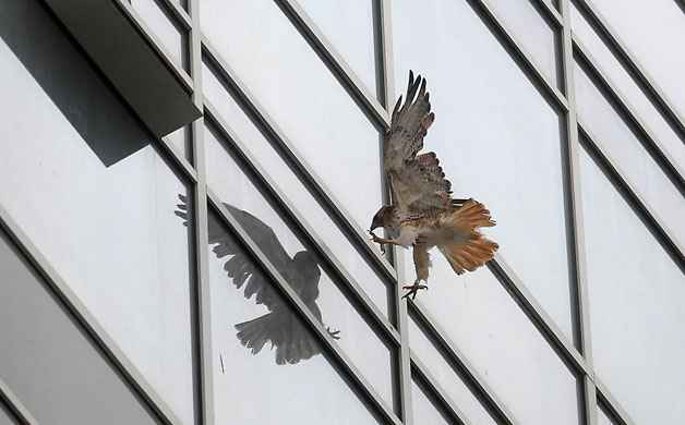 24 hours in pictures: Charlotte, USA: A hawk crashes into the Duke Energy Center tower