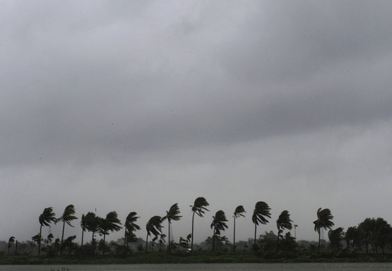 Cyclone Aila: Kolkata, India: Palm trees bend in high winds