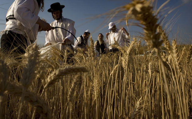 26 May 2009: Mevo Horon, Israel: Ultra Orthodox Jewish men harvest wheat