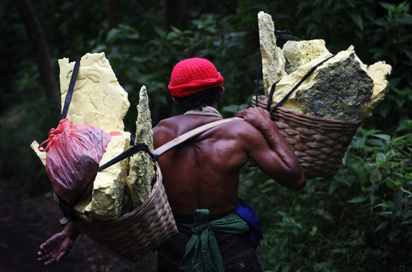 26 May 2009: Banyuwangi, Indonesia: Traditional miners carry sulphurand it's b