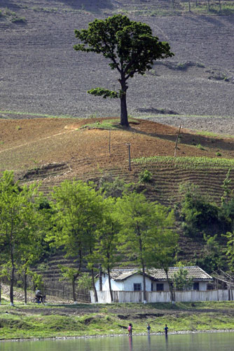 North Korea : A solitary tree towers on a hill near the Yalu river, North Korea