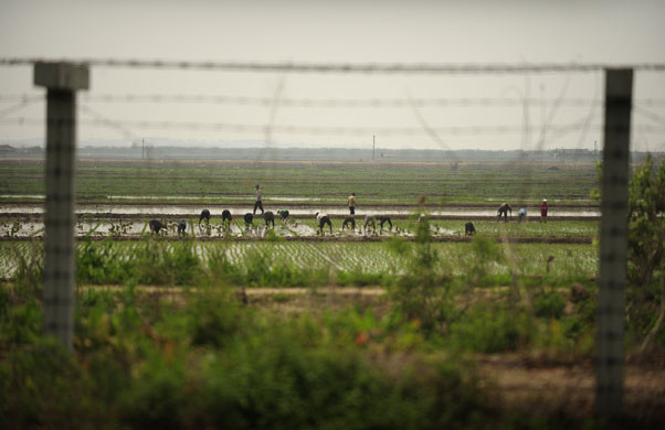 North Korea : North Koreans work in a field behind a barbed wire fence