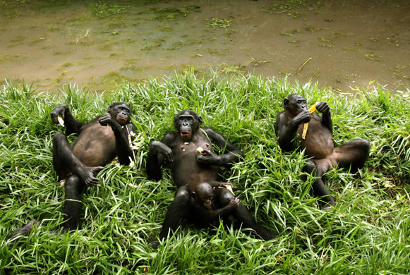 Bonobo Apes: Bonobo apes rest at a sanctuary just outside Kinshasa