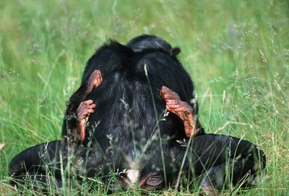 Bonobo Apes: Mating bonobo apes