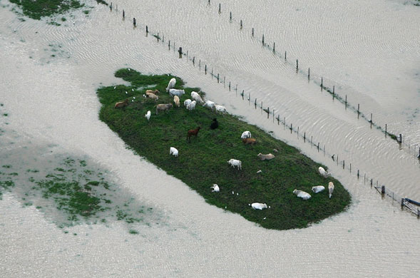 week in wildlife: flooding in northern New South Wales, Australia