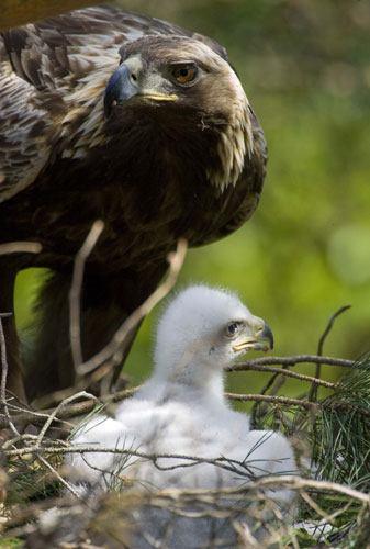 week in wildlife: A golden eagle with its chick in a nest in Belarus