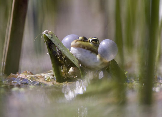 week in wildlife: A tree frog croaks in a lake near Zhdanovichi, Belarus