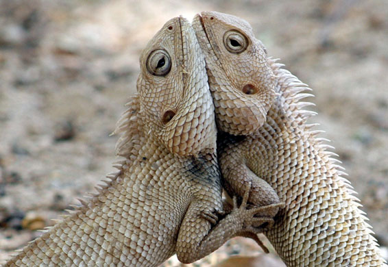 week in wildlife: A pair of chameleons fight inside a park in India 