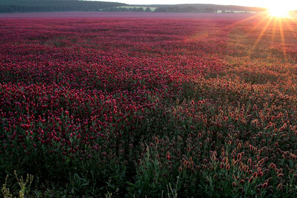 week in wildlife: Elongated spike-blooms of crimson clover in Hungary