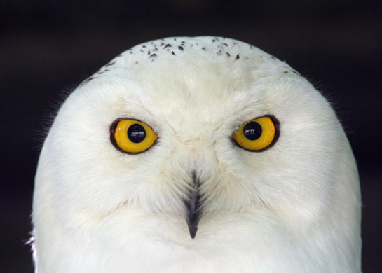 week in wildlife: Snowy Owl is seen at Olemse zoo in Olmen