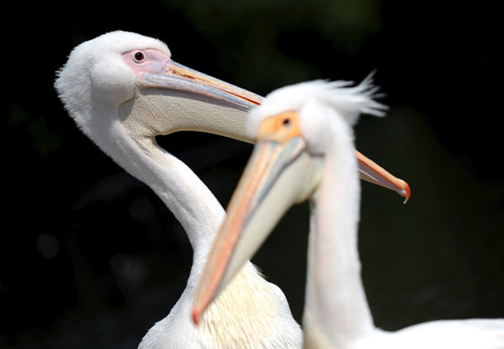week in wildlife: London,Pelicans at a park
