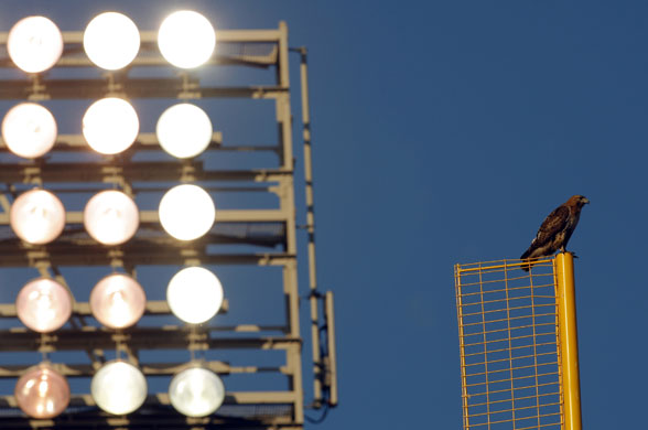 week in wildlife: A hawk watches a baseball game in boston 