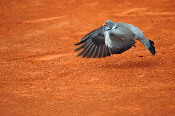 28 May 2009: Paris, France: A pigeon flies onto the court during the French Open