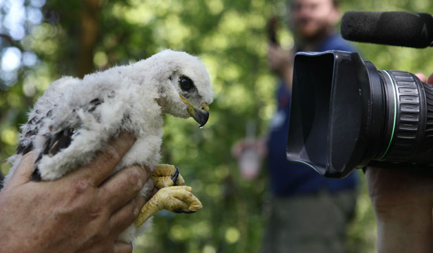 28 May 2009: Seattle, US: A young red-tailed hawk