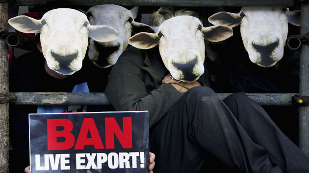 Peta protests: Peta live export