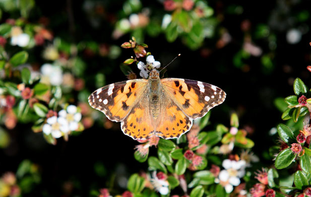 29 May 2009: Luton, UK: A painted lady butterfly lands on some flowers