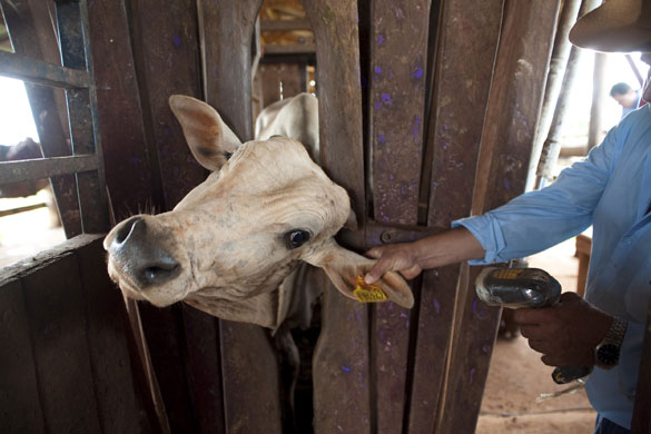 Amazon deforestation: Santa Amalia do Tangara farm, Tangara da Serra, Mato Grosso State